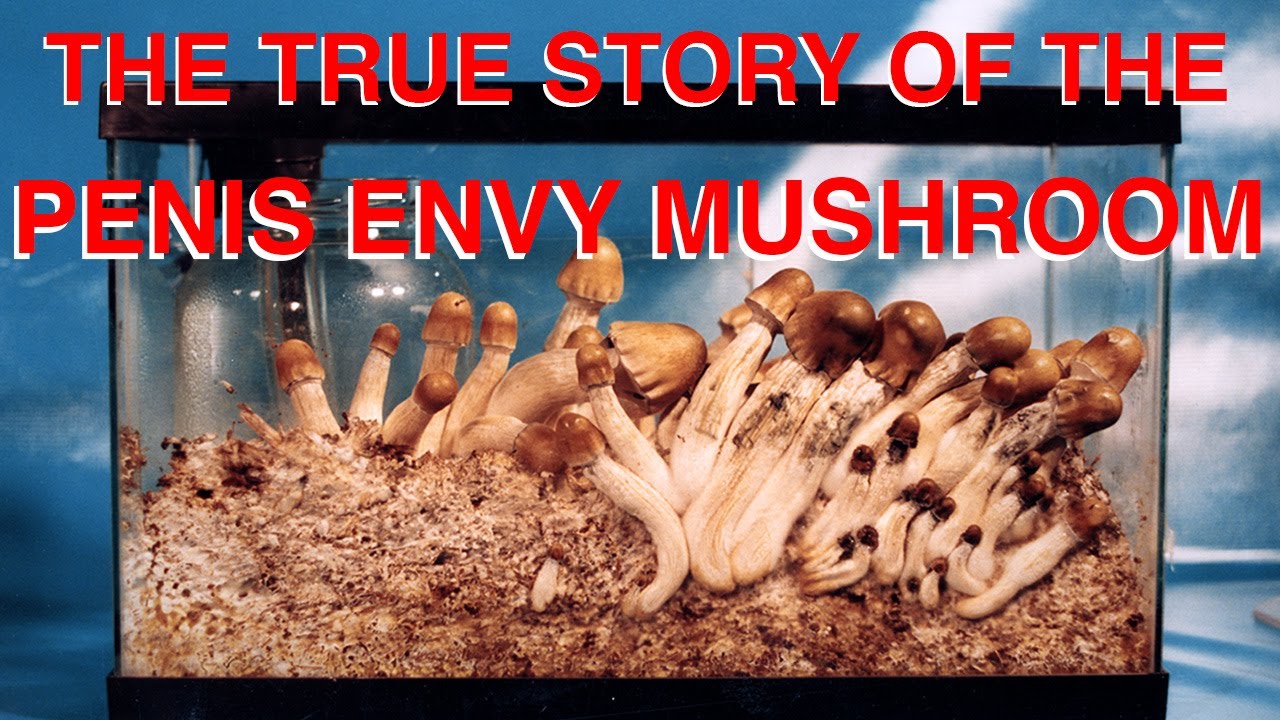 The True Story of the Penis Envy Mushroom