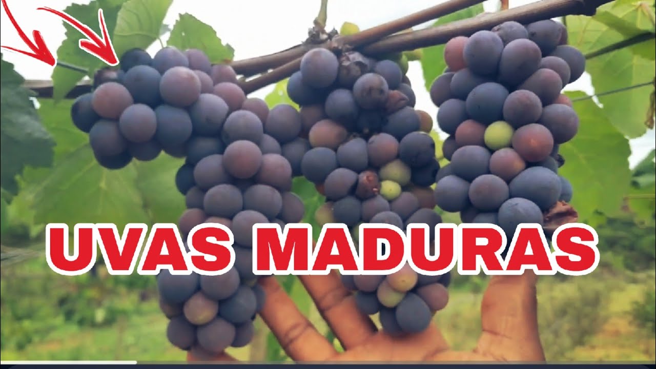 LINDOS CACHOS DE UVA
