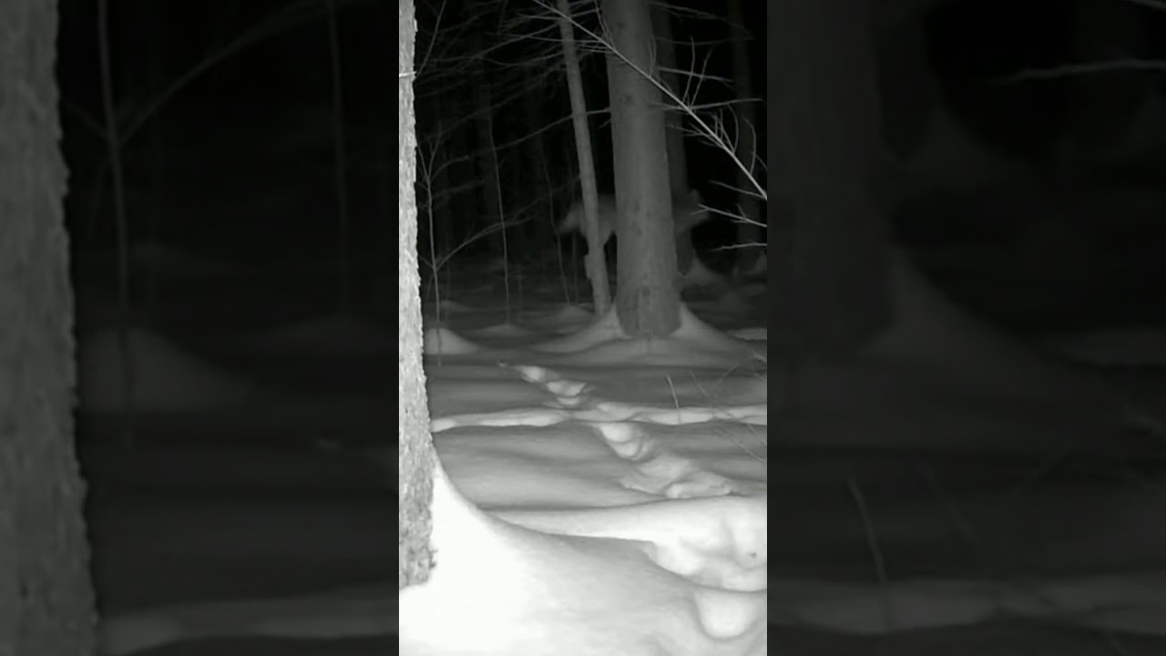 Trail Camera Captures Wolf Being Thrown Back After Unidentified Scream