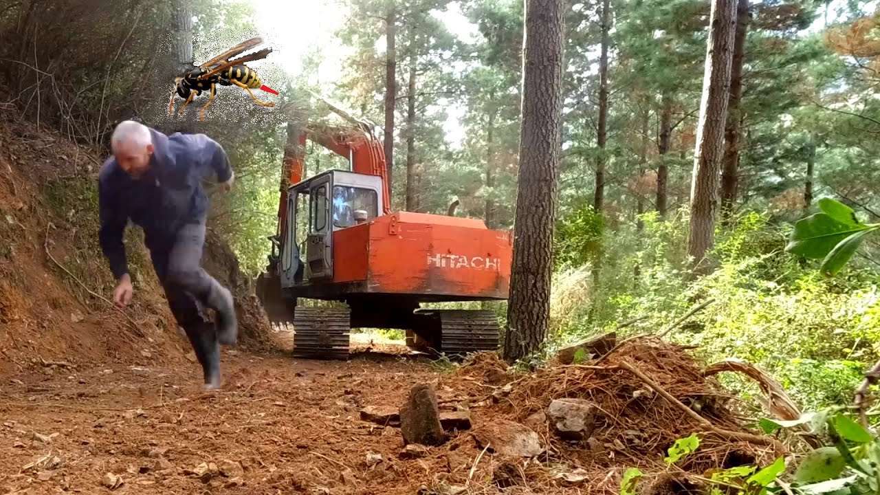 Excavator driver Attacked by Angry Wasps after disturbing a nest