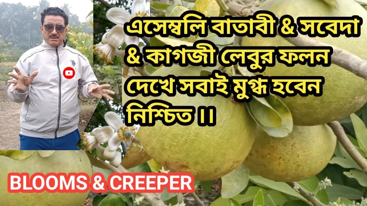 এসেম্বলি বাতাবী & সবেদা & কাগজী লেবুর ফলন দেখে সবাই মুগ্ধ হবেন নিশ্চিত ।।#plantcare