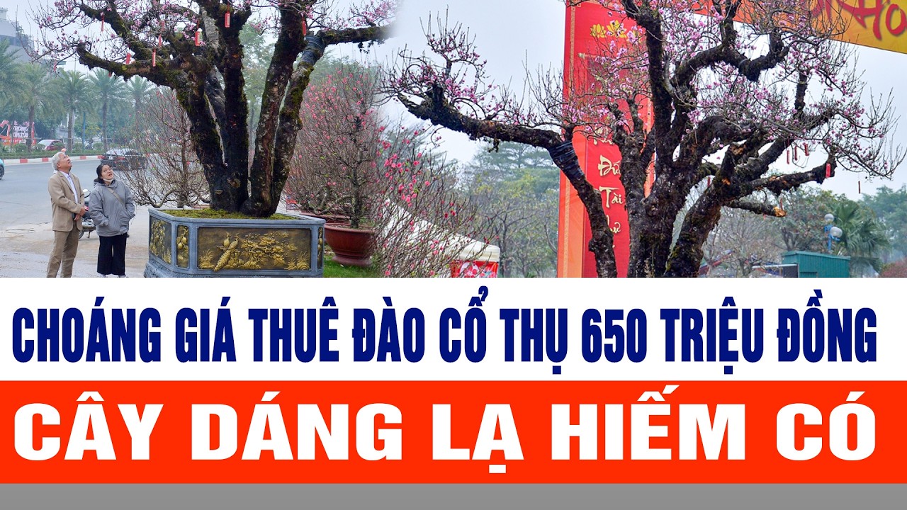 Choáng giá thuê đào cổ thụ 650 triệu đồng: Cây dáng lạ hiếm có