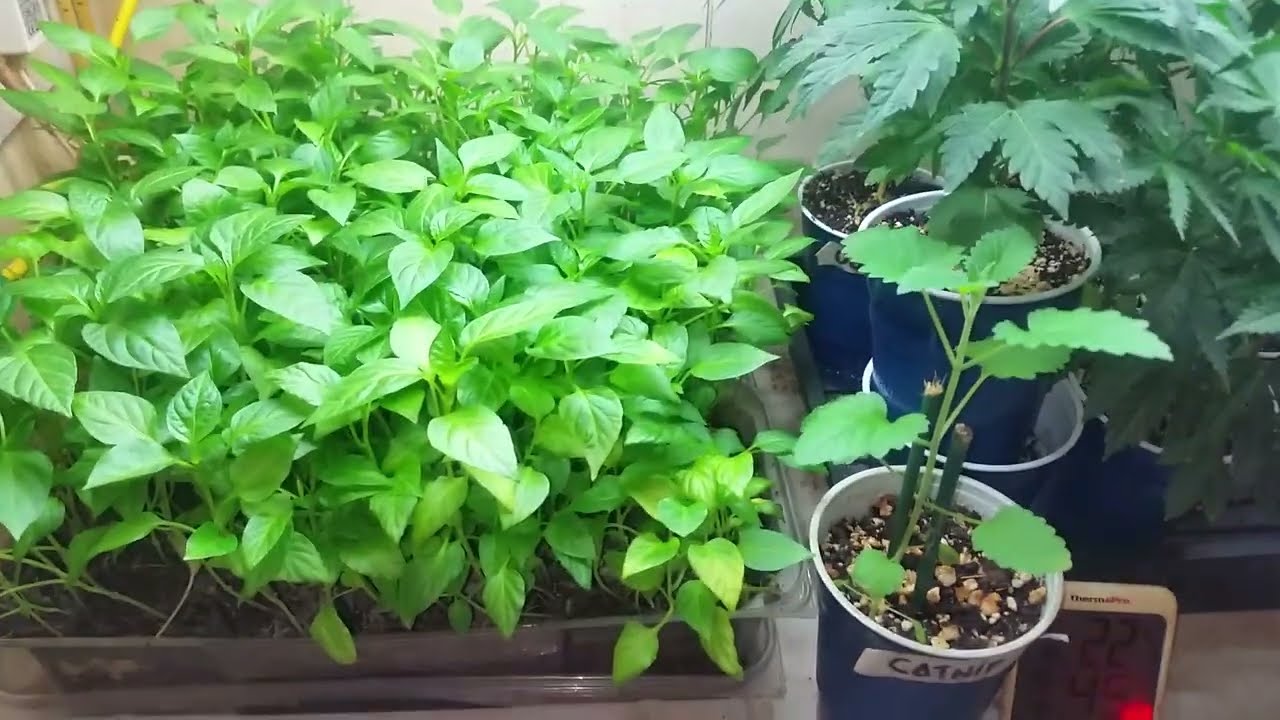 Getting ready - Outdoor Grow 2023 - Blueberry + OG Kush + Grape Skunk + Northern Lights x Skunk #1