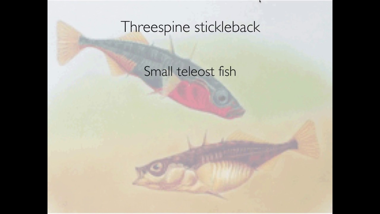 Peichel: Genetics of Adaptation in Sticklebacks