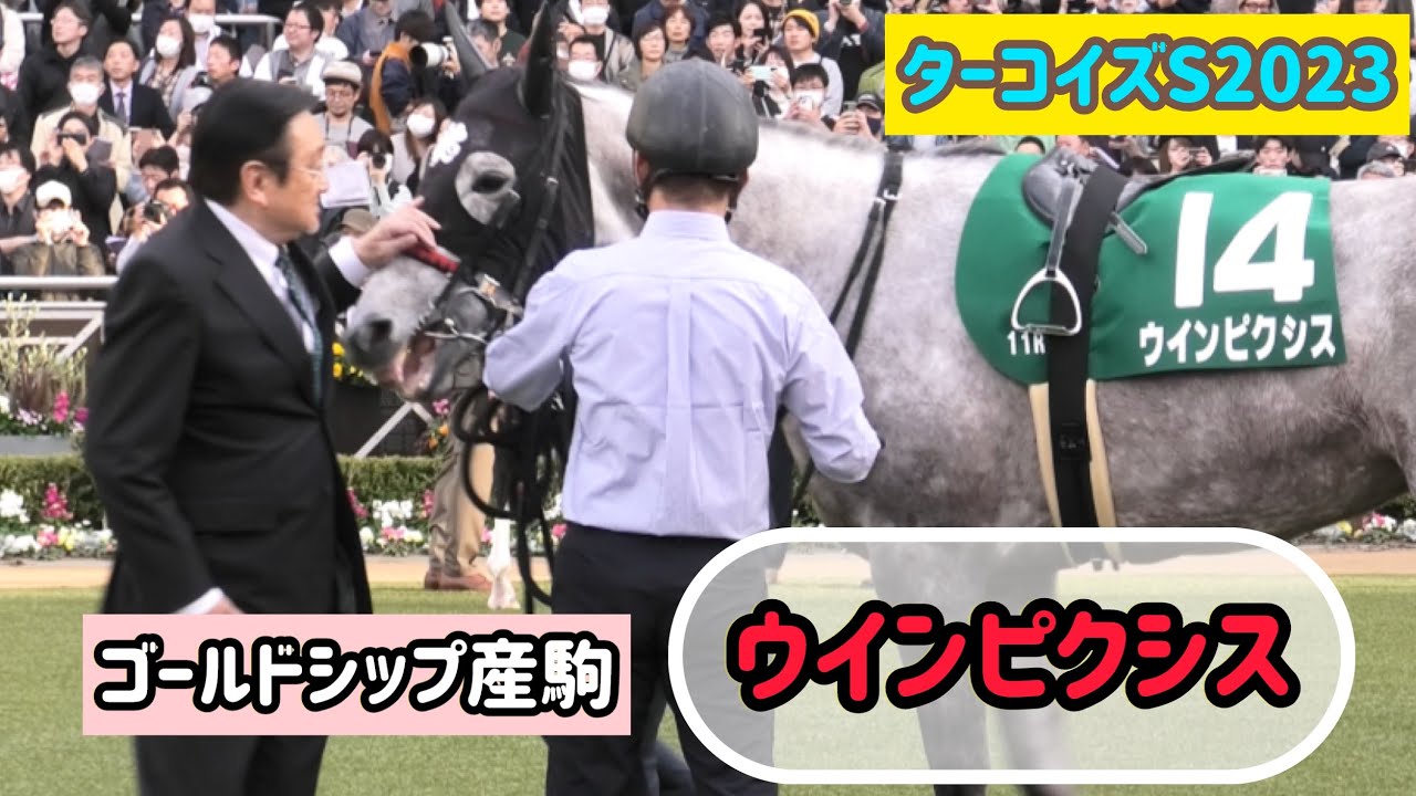 【ゴールドシップ産駒】上原調教師に顔をビョーンと伸ばしてなでなでを要求するウインピクシス【ターコイズS2023】