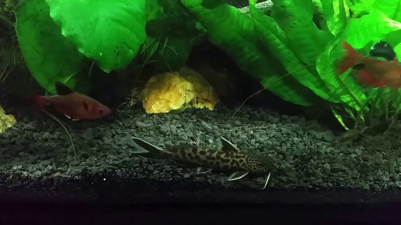 Synodontis Petricola or Synodontis Lucipinnis?