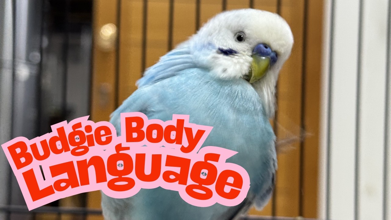 Budgie Body Language Explained | What Your Parakeet Is Trying to Tell You