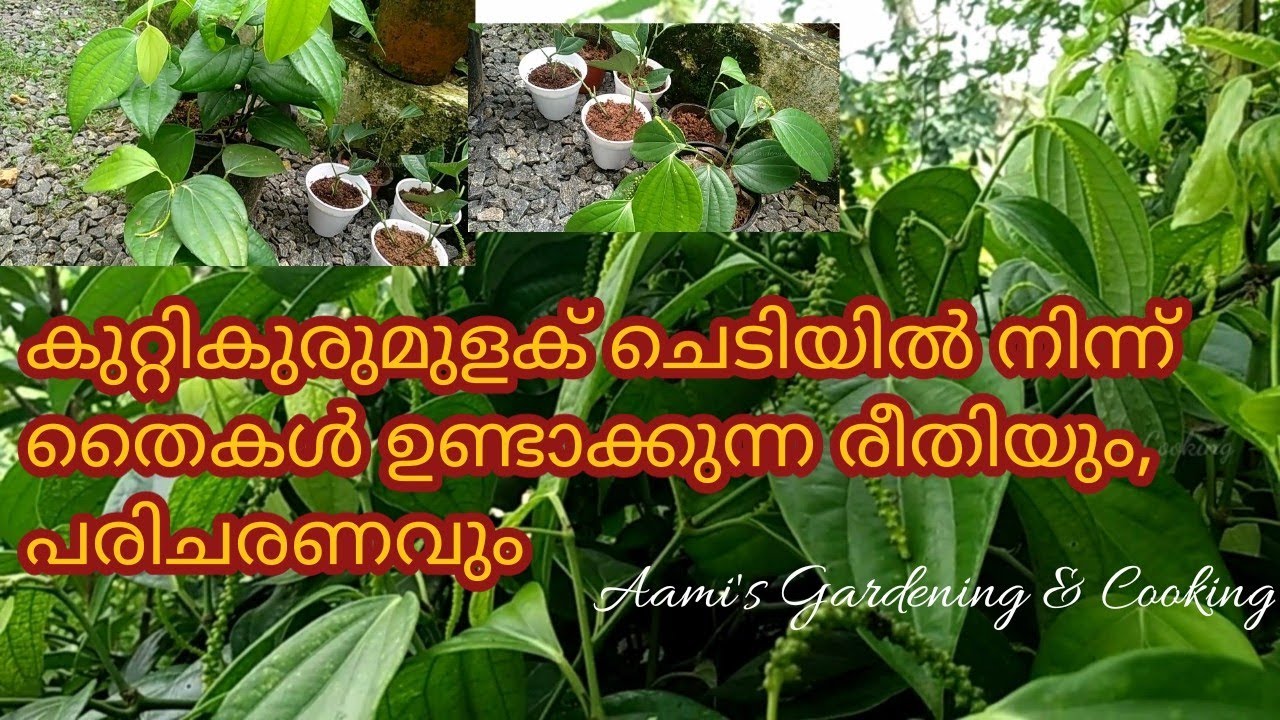 കുറ്റികുരുമുളക് തൈകൾ ഉണ്ടാക്കുന്ന രീതിയും പരിചരണവും | Kutti kurumulaku | Bush pepper cultivation