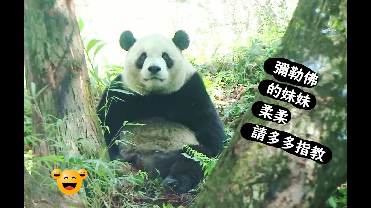 彌勒佛有個妹妹叫柔柔初來乍到請多多指教20260124