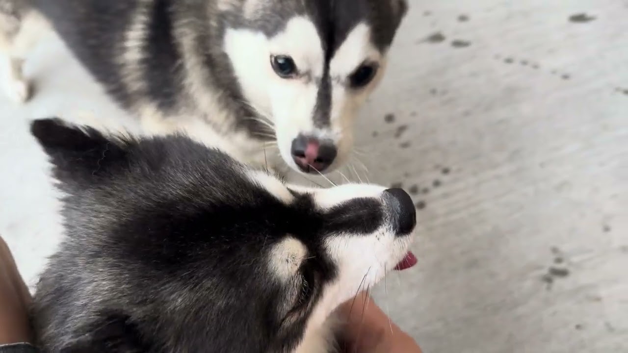 Lola&rsquo;s sister,  Luna comes to visit.  #pomsky #animals #fyp #puppy #dog #doglover #youtube #pets #