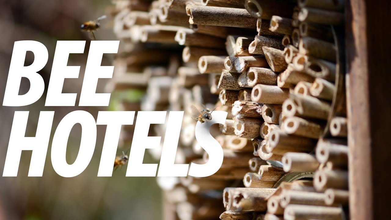 Bee Hotels
