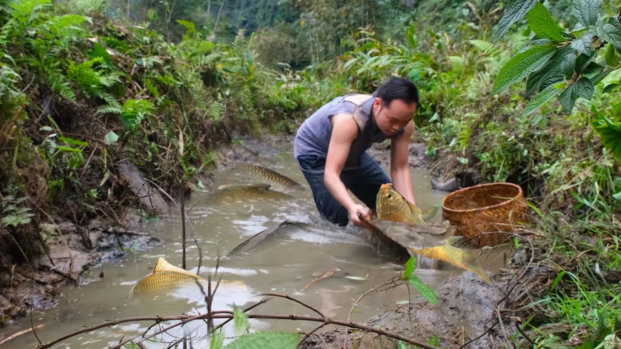 Giant Fish Returned to the Pond – See Their Size and Strength After Incredible Growth