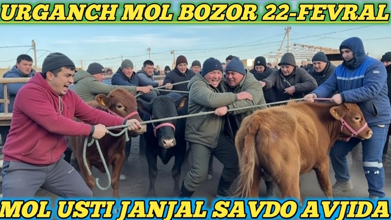 БОКИЛАДИГАН ЁШ УНОЖИН НАРХЛАРИ НАРХЛАР КИММАТ САВДО ЙЎК 