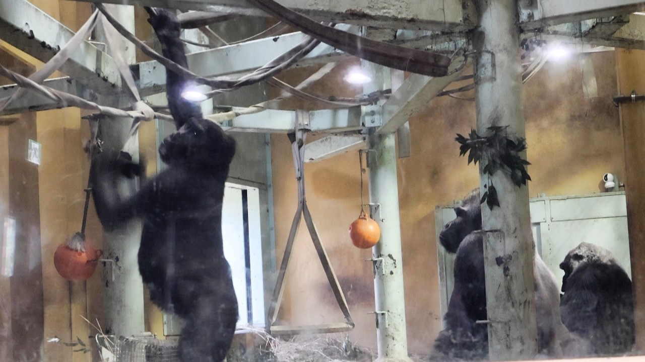 梁の上のキンタロウと、ママに抱かれる赤ちゃん｜京都市動物園｜撮影日2026.2.3｜【きょうのゴリラ】