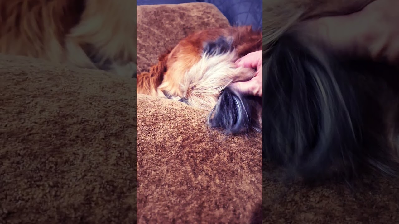 #dog