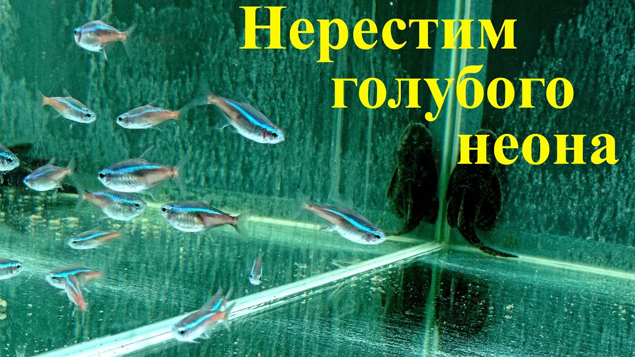 Разведение неонов ГОЛУБОЙ неон Популярная аквариумная рыбка