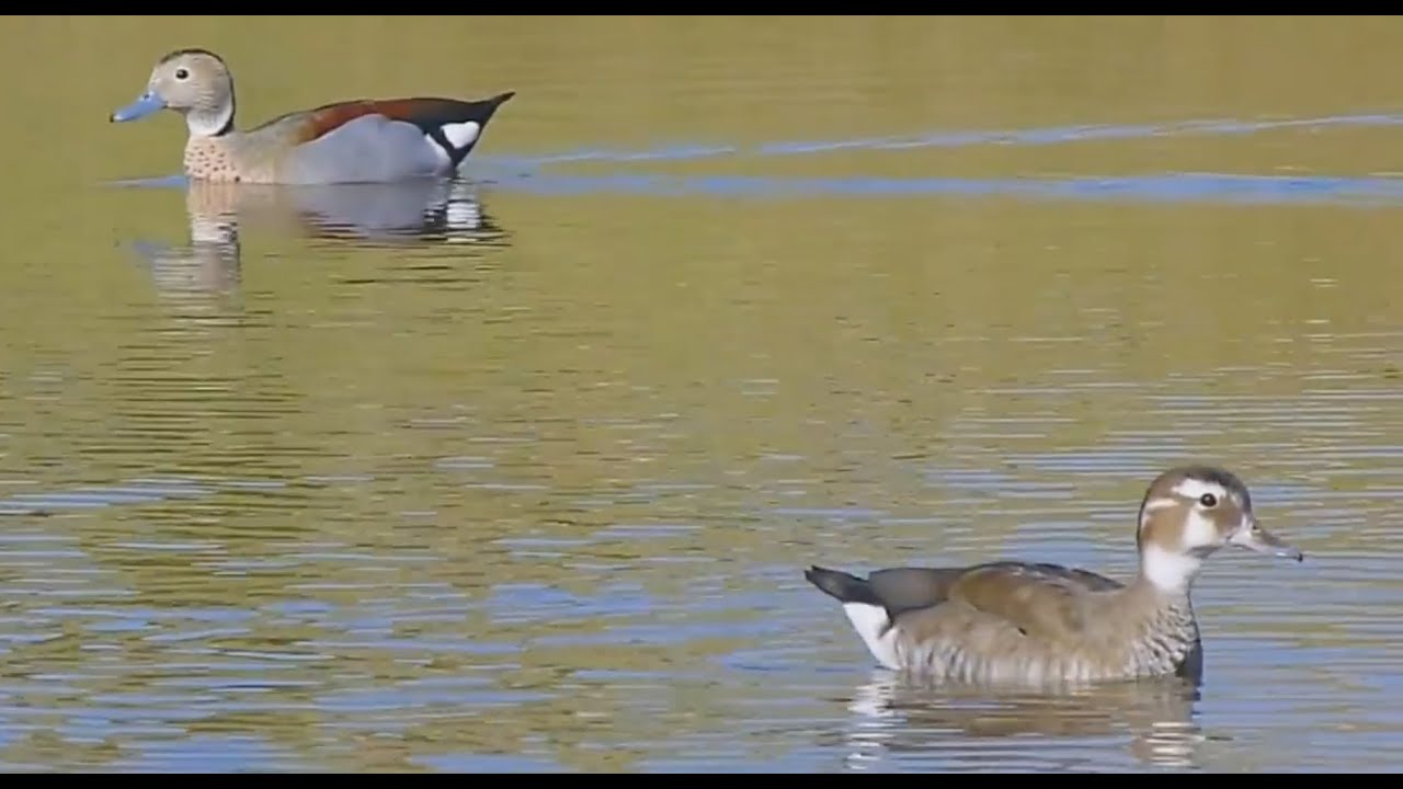 Marreca-de-coleira (Callonetta leucophrys) - Ringed Teal - Pato de collar