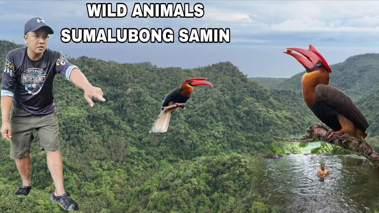 Mga Wild Animals Sumalubong sa amin Pag akyak sa Itaas ng SIERA MADRE natural pool