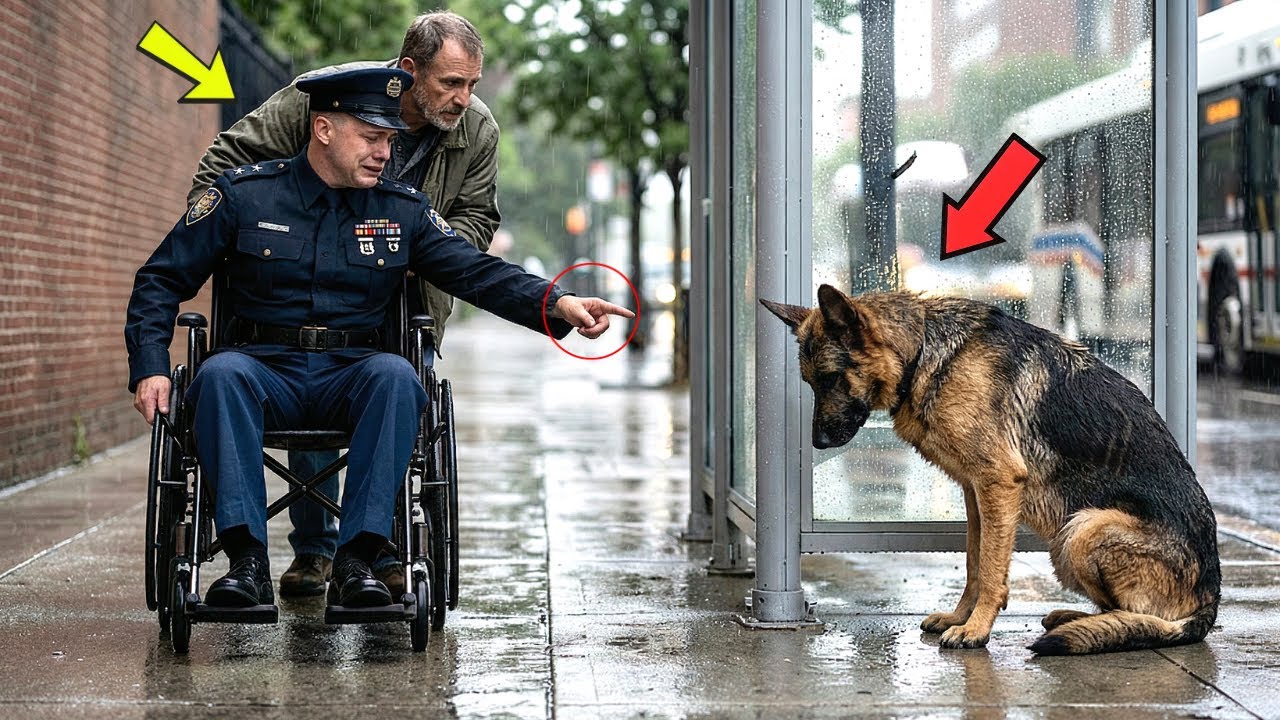 I Thought He Was Gone Forever” — An Officer Cries When He Finds His Starving Police Dog!