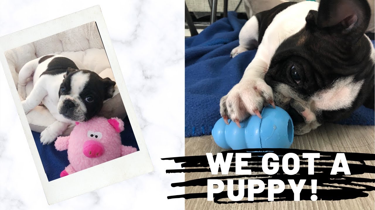 Picking Up Our French Bulldog Puppy! I Moo Moo's first 24 hours!