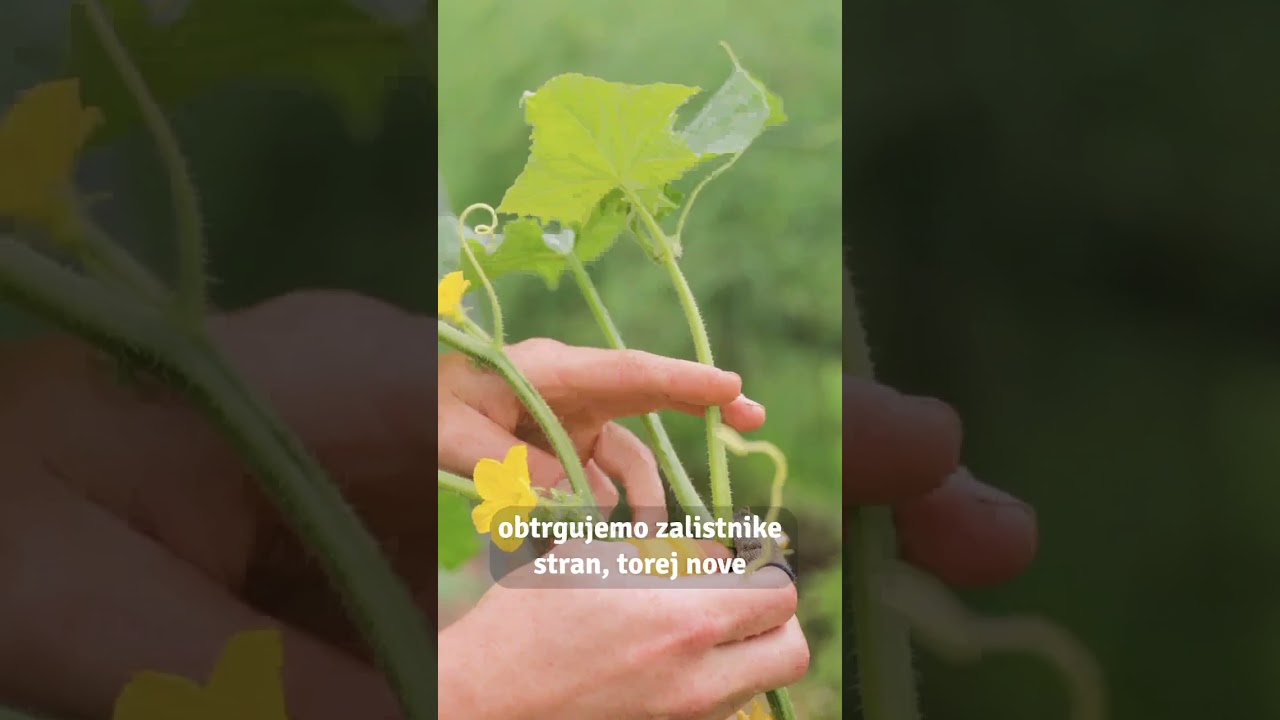 Kumare vzgajamo podobno kot paradižnik.🙂🥒#solata #kumara #domače #Vrt #vrtnarjenje #vrtnar #greda