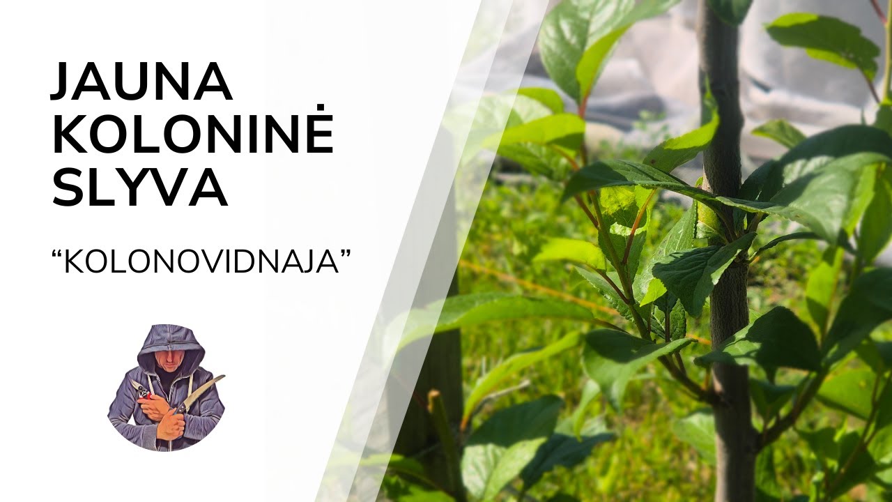 Koloninės slyvos Kolonovidnaja vasarinis genėjimas
