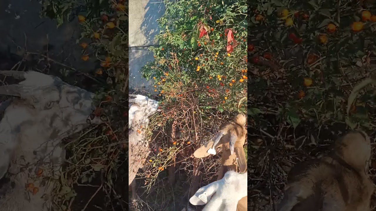 Goats Eat Rose Hips #goat #farmsfriends #beautifullgoats #farmlife