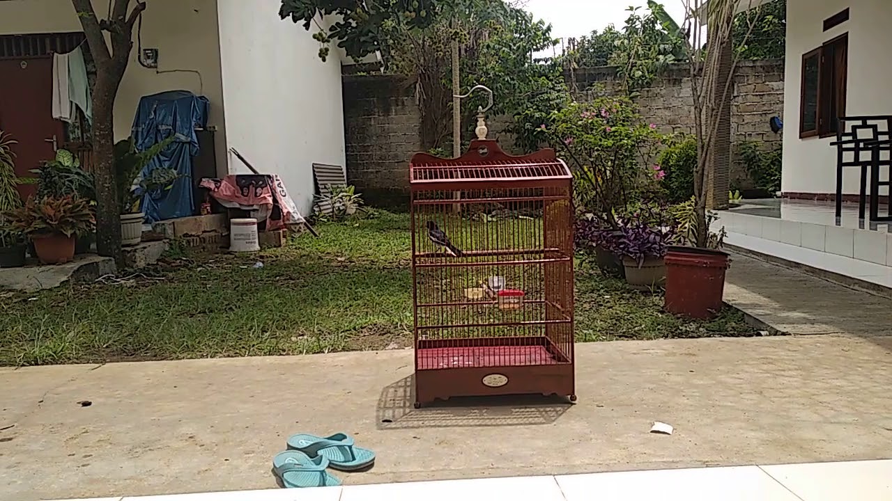 Kacer Salto Dirumah, Saat Lomba Tetap Juara