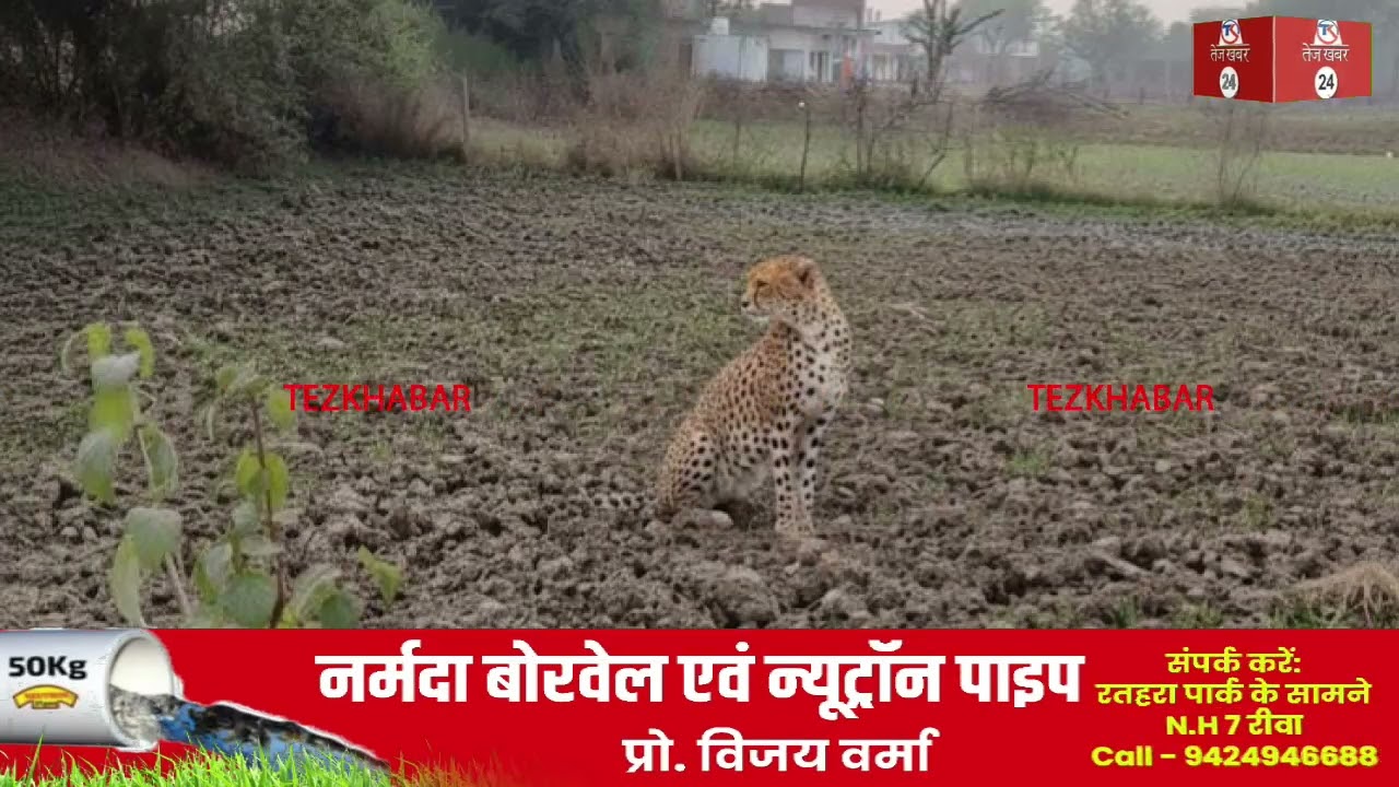 रीवा शहर में तेंदुए की फेंक तस्वीरों से फैली अफवाह! मोहल्लों में तेंदुए की फेंक तस्वीरें वायरल