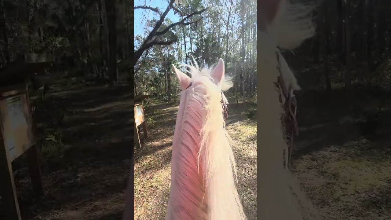 Silver River with Harley and guest Riders