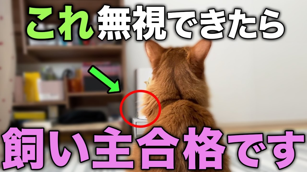 愛猫のことを思うなら、あえて無視したほうがいい行動13選