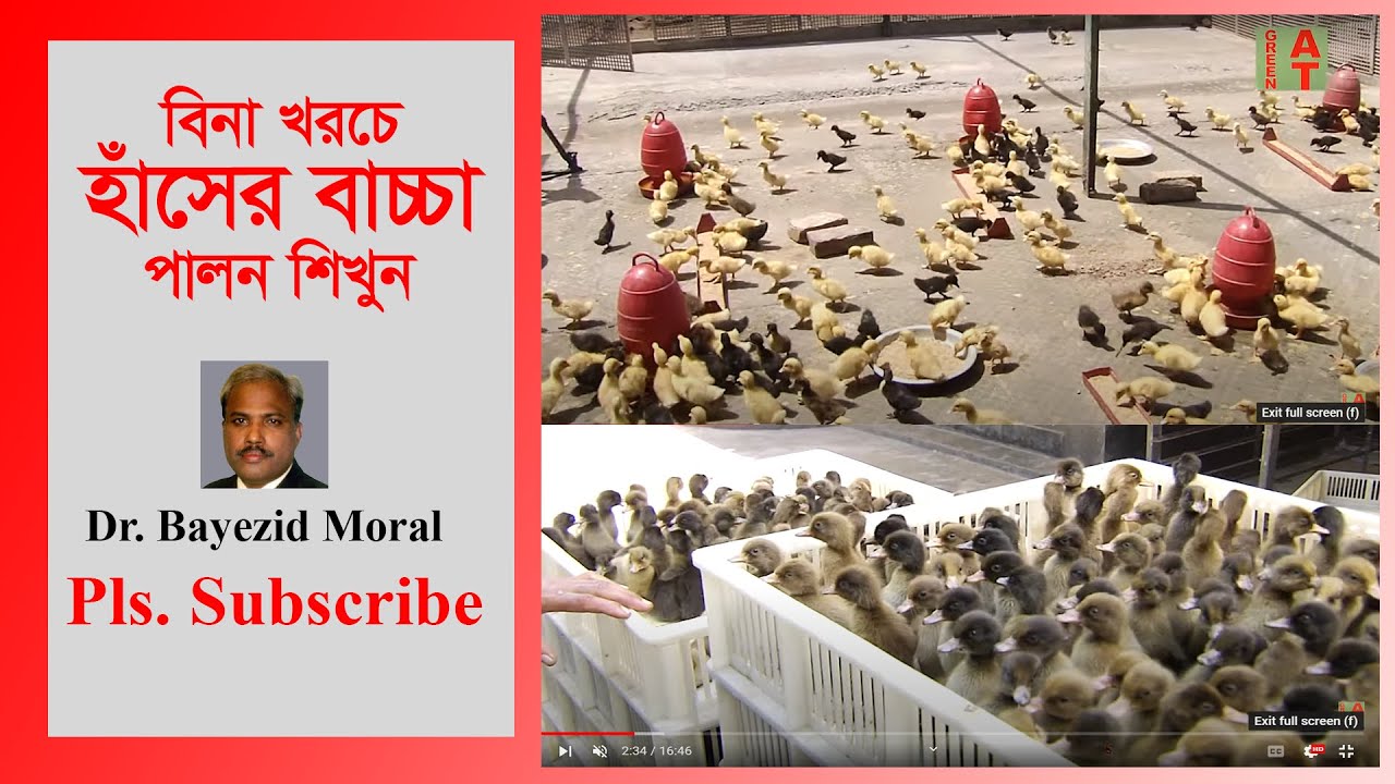 হাঁসের বাচ্চার ব্রুডিং, খাবার ও কখন কি টিকা না দিলে ক্ষতিগ্রস্থ হবেন, সেটা জানুন | baby duck care