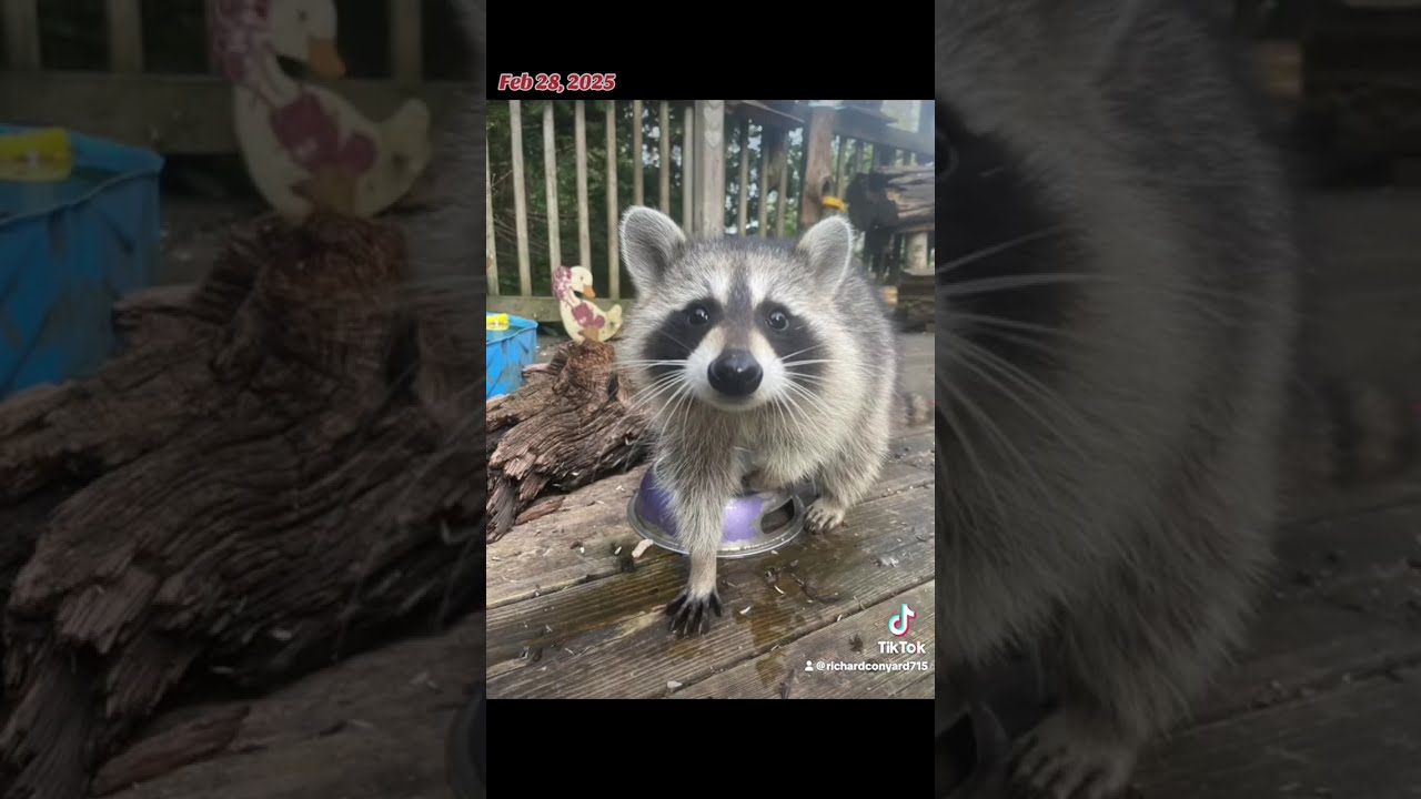 Todays cute Collection from the Raccoon Diner Archives #wildlife #winter #raccoons #squirrels