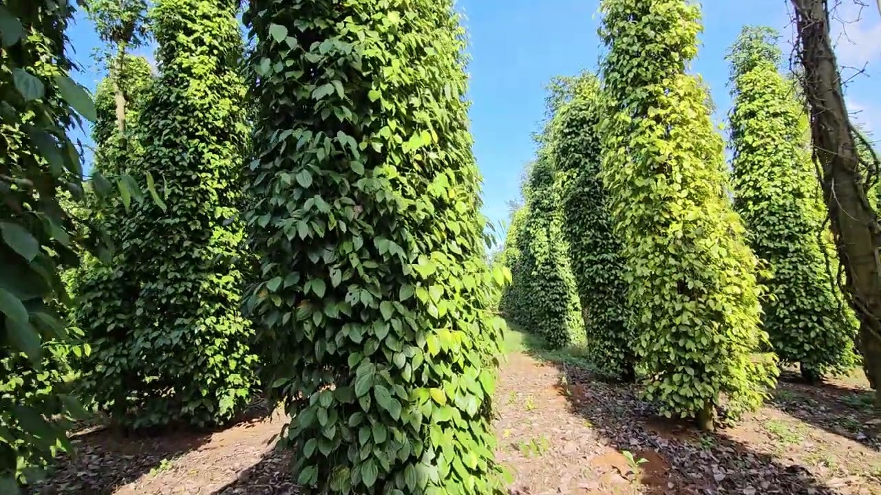 CÁCH ĐỂ TIÊU KHÔNG BỊ THÁO ĐỐT SAU THU HOẠCH & CÁCH TẠO GIỐNG : 0918 456 457- 0375 456 457