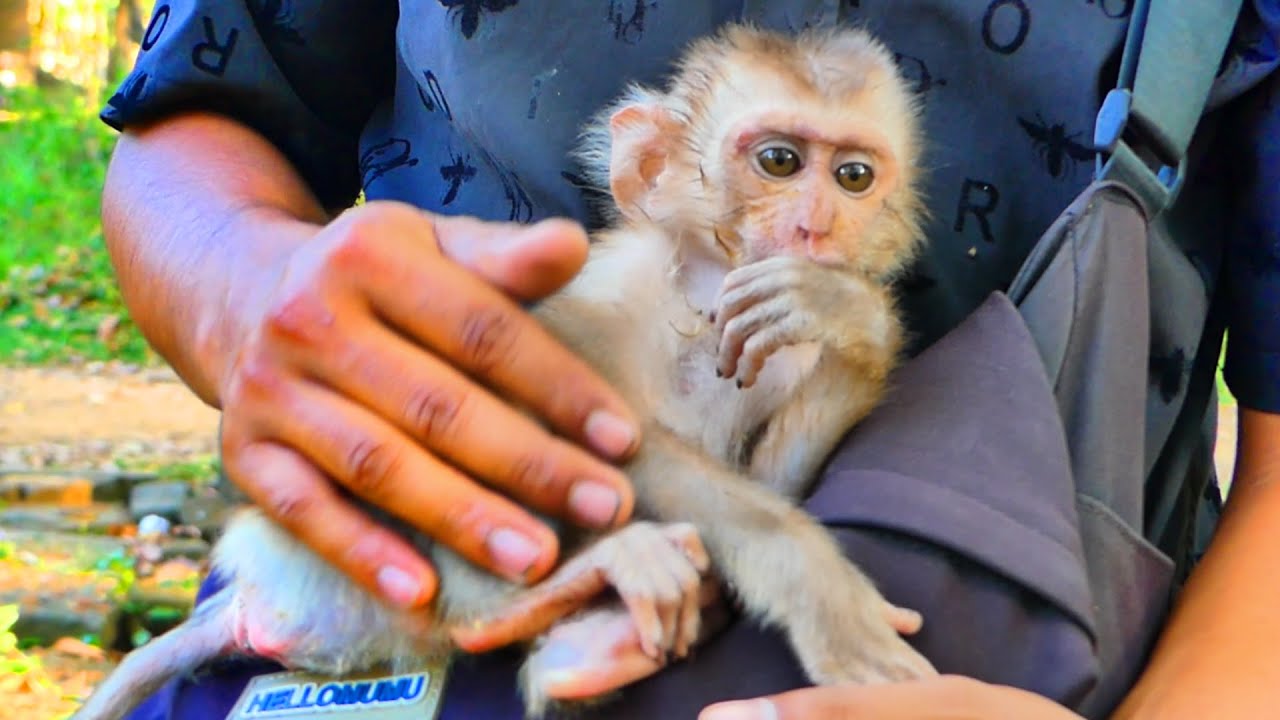 Poor Baby Monkey Abandoned at Sovana Team, and I'm helping feed milk to it to drink.🐒🍼💞