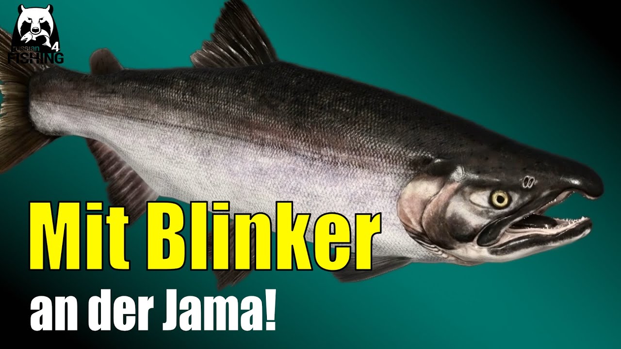 Russian Fishing 4 - Jama - Mit Blinker auf Silberlachs! Spinning an der Jama #rf4