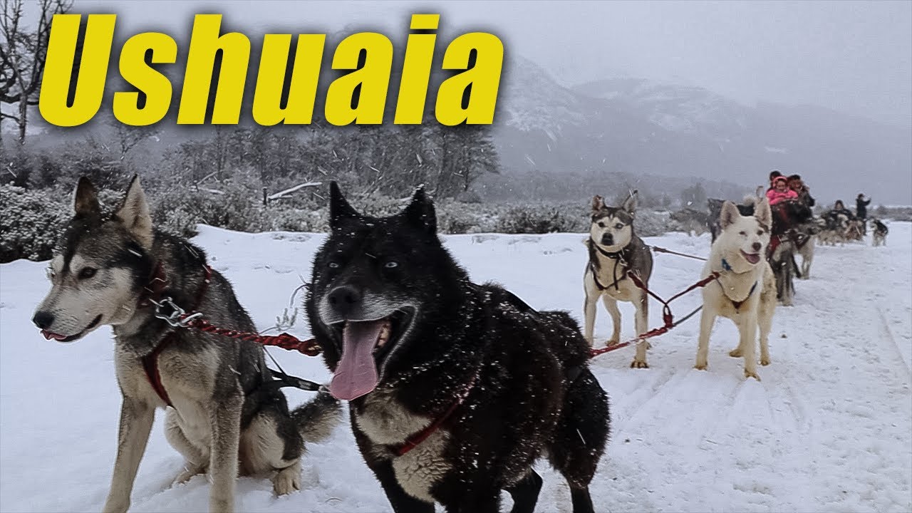 paseamos en trineo 🐕‍🦺 | USHUAIA ARGENTINA 🥶