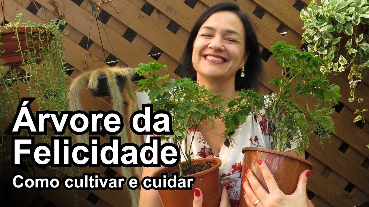 ÁRVORE-DA-FELICIDADE - Aprenda a plantar, cultivar, adubar e reproduzir!