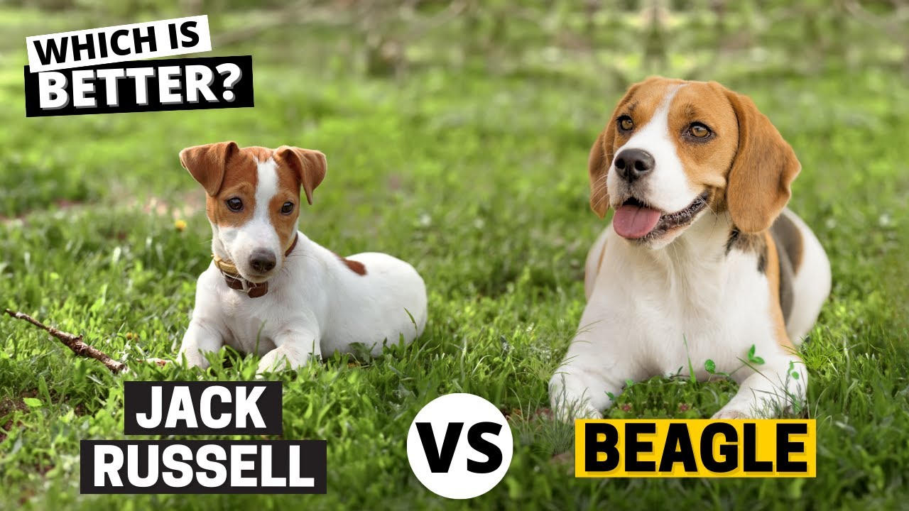 Beagle vs. Jack Russell: Which is Better for you?