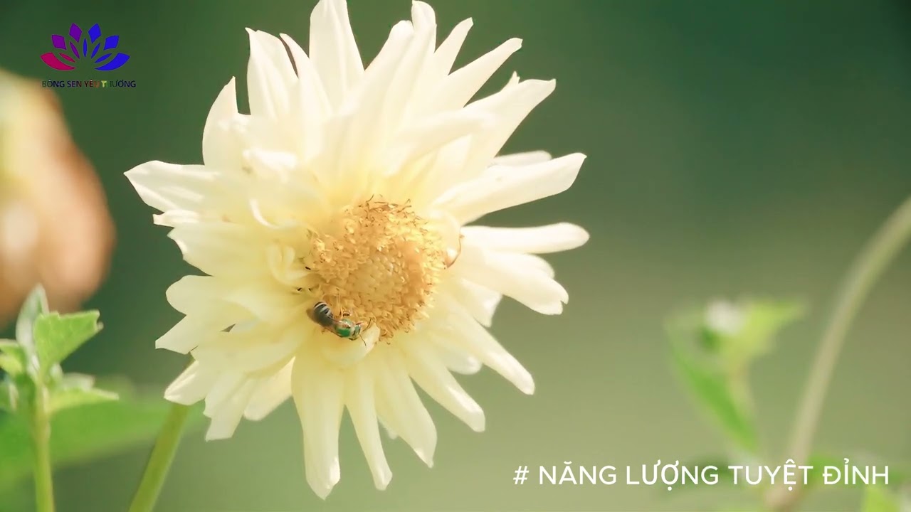 Năng lượng tuyệt đỉnh