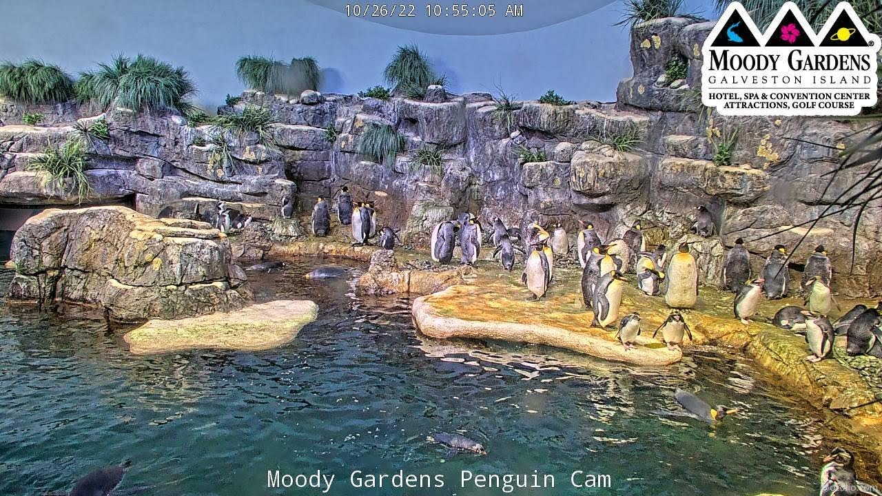 Live From Penguin Exhibit at Moody Gardens in Galveston, Texas