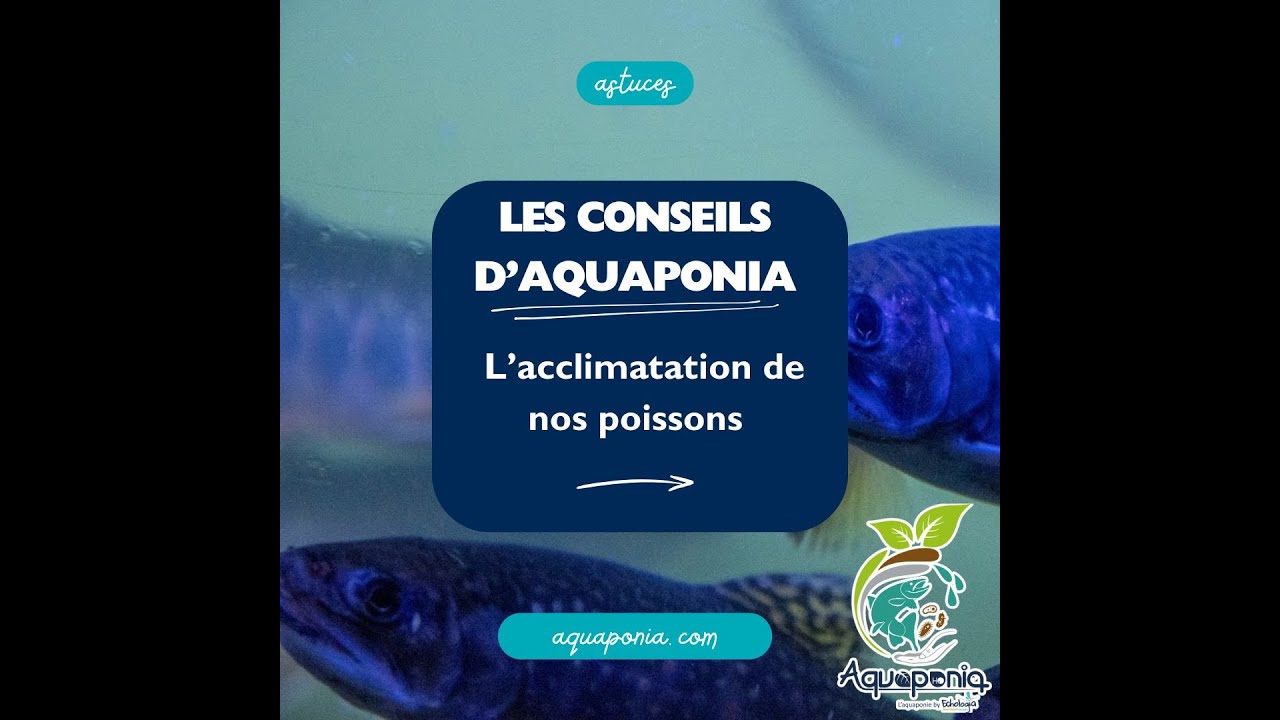 Les Conseils d’Aquaponia – L'acclimatation de nos poissons 🌱🐟
