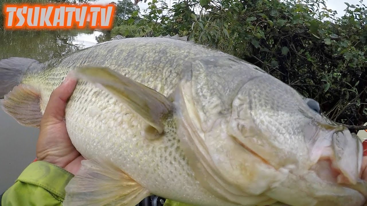 【水路の大物捕獲】記録更新トップをひったくるヌシ!!!(Topwater Bass Fishing）