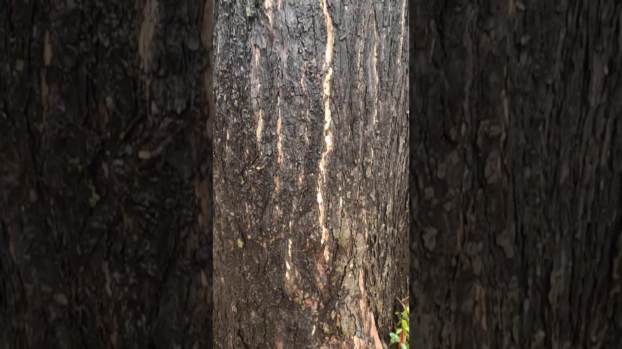 ต้นมะฮอกกานีใหญ่ที่สุดในประเทศไทย Big Mahogany Thailand