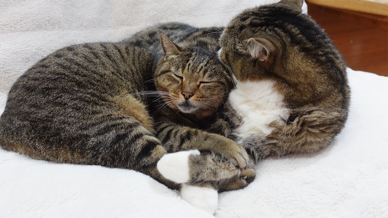 まるさんが大好き過ぎるはな。-Hana loves Maru too much.-