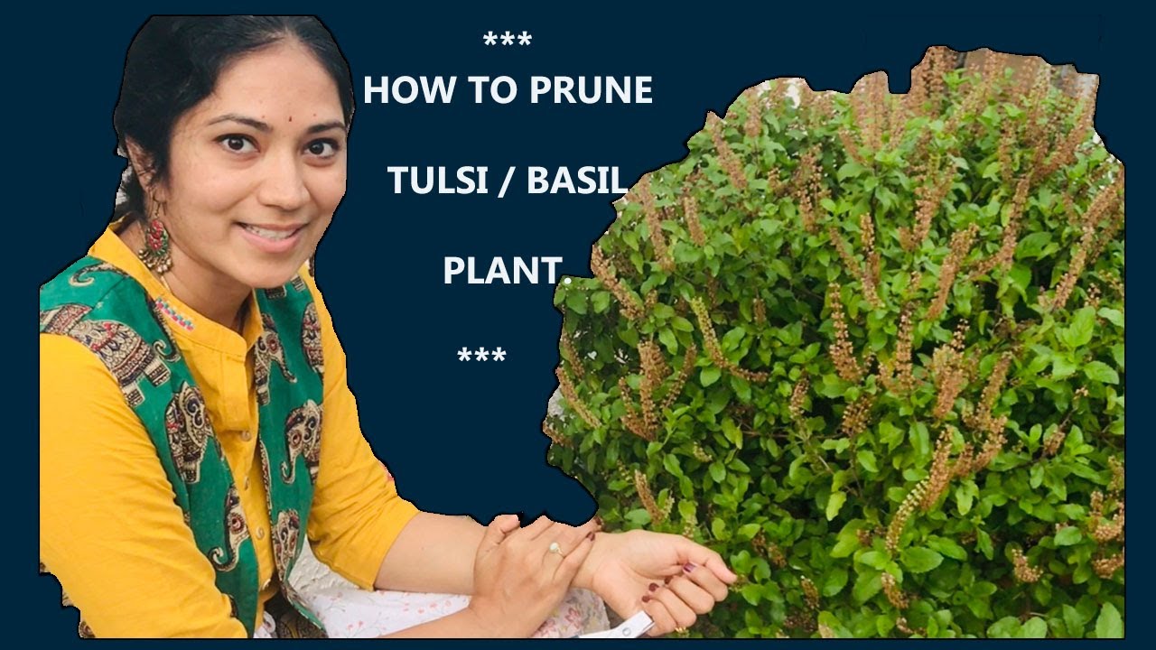 Basil Pruning 101: How to Grow a Bushy and Healthy Plant! | Lavanya Dravida Mantripragada