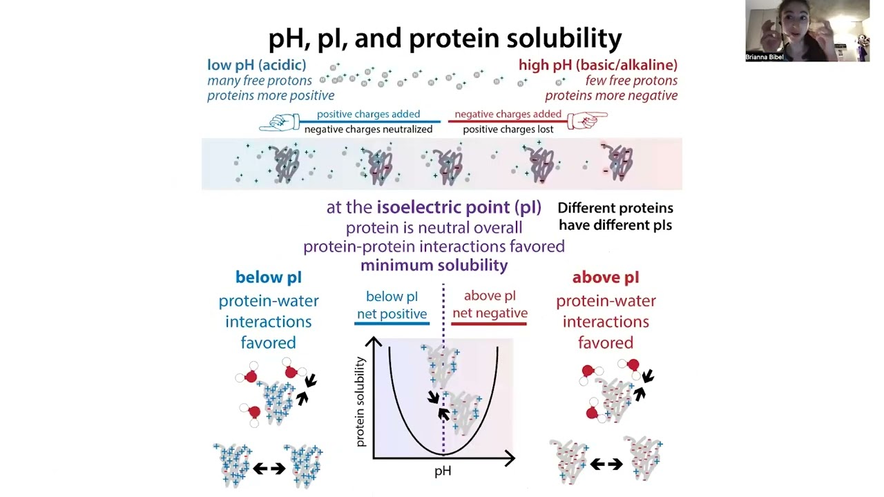 Variability in protein isoelectric points (pIs) & charges depending on cellular location, etc.