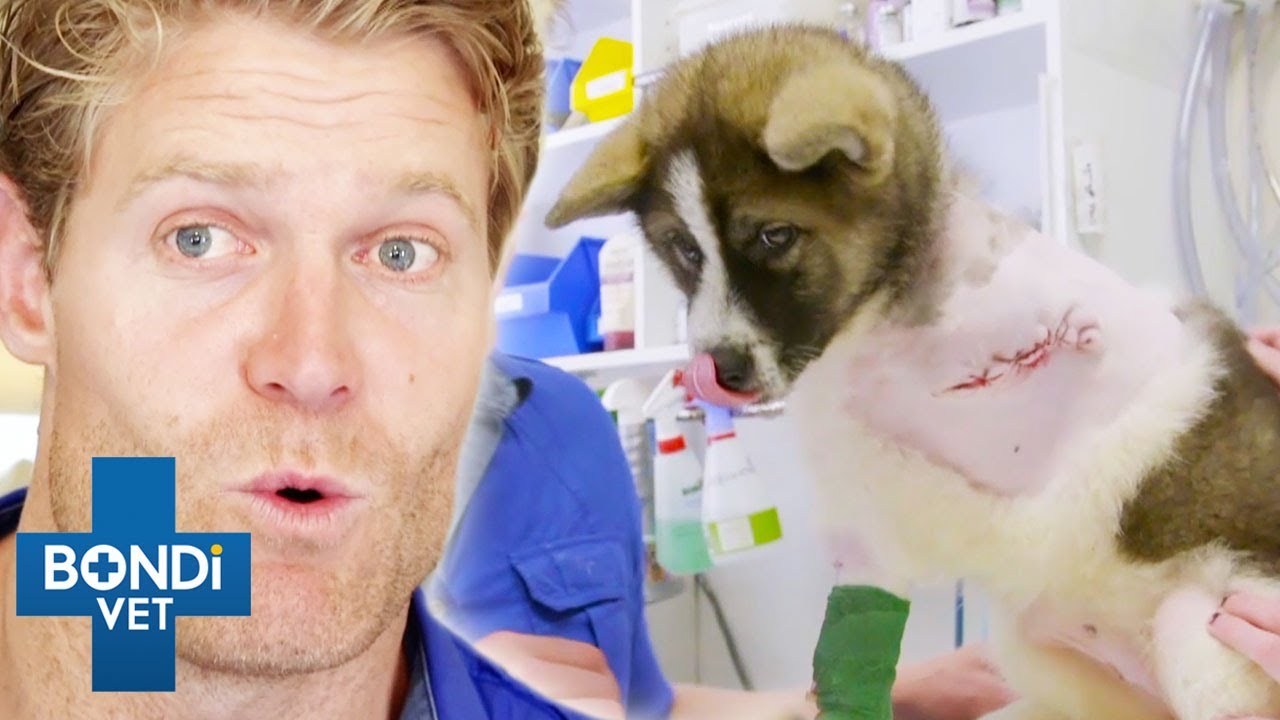 Most Extreme Animal Amputations 😨 Compilation | Bondi Vet