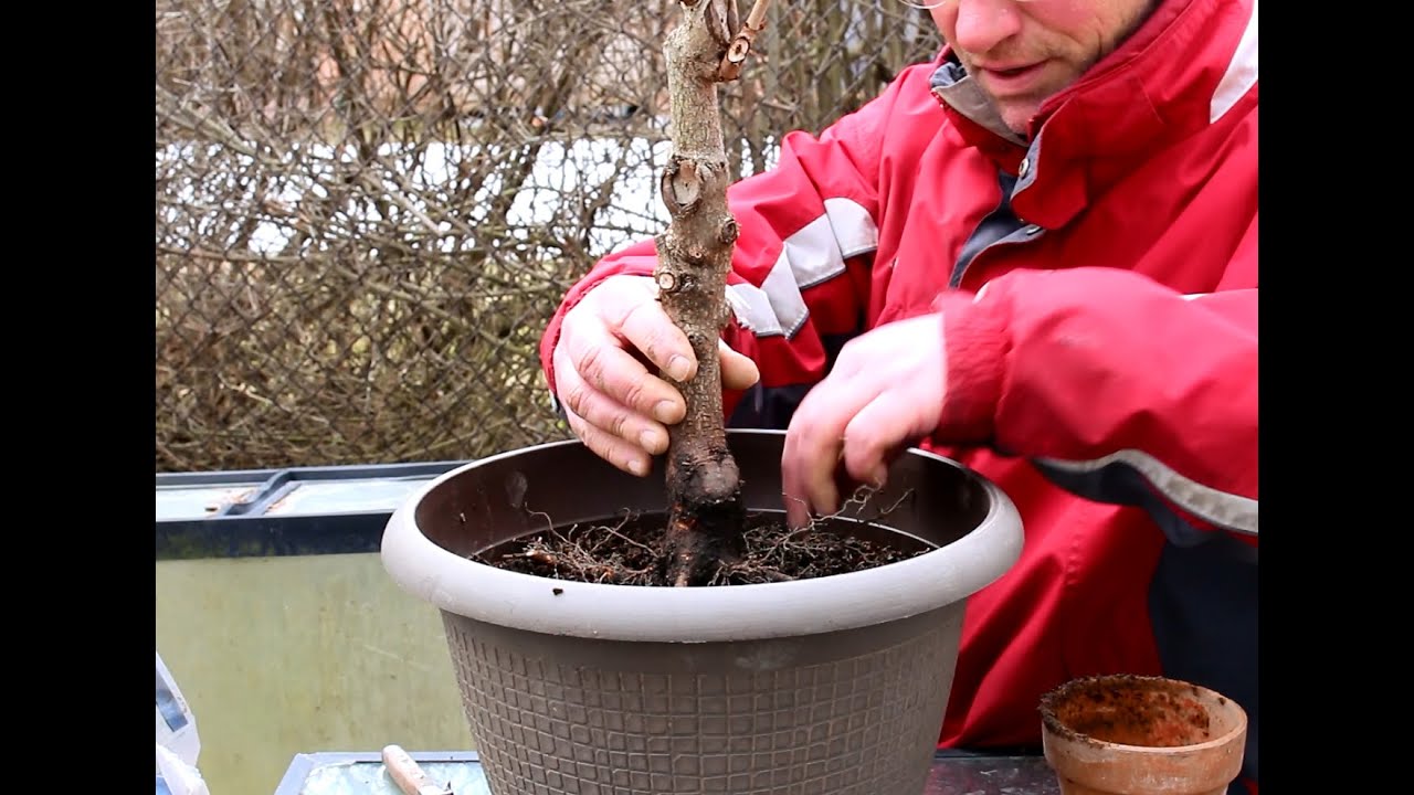 Horse Chestnut Bonsai, April 2015