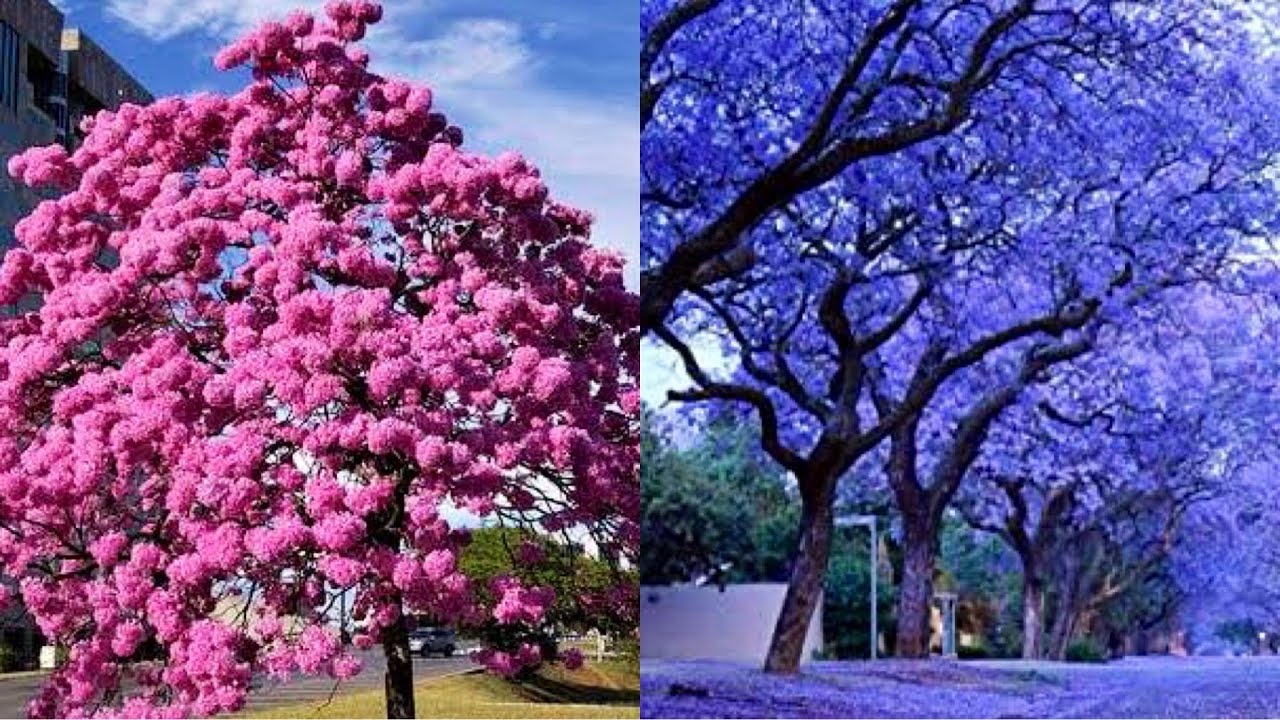 Top 5 flowering trees in Pakistan | Plantation campaign 2021